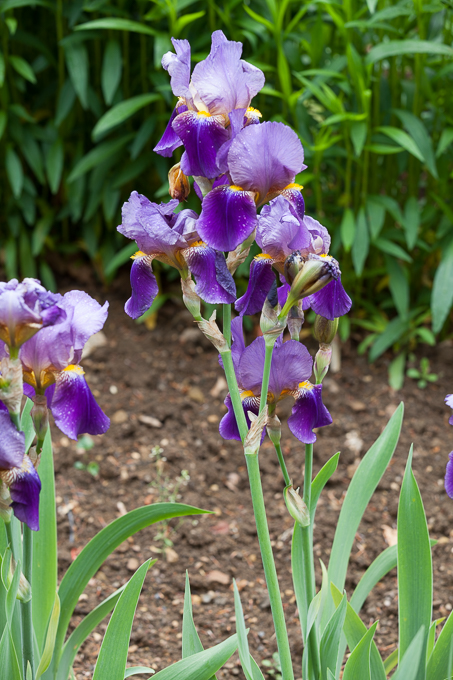 Hidcote 2015 (11)